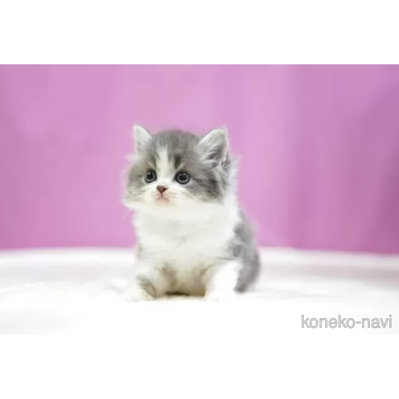 販売中の埼玉県のスコティッシュフォールド-121600の2枚目